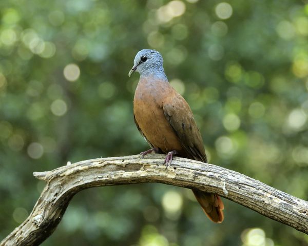 Blue-headed Wood Dove. African rain forrest...
