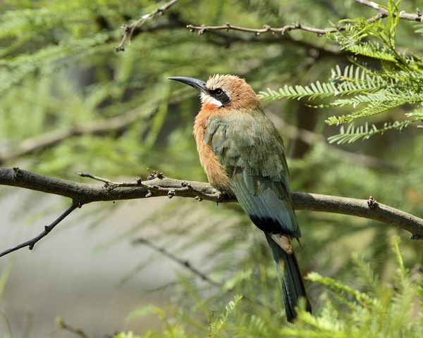 White-fronted Bee Eater. Southern Africa...