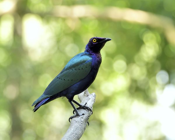 Purple Glossy Starling. Central Africa...