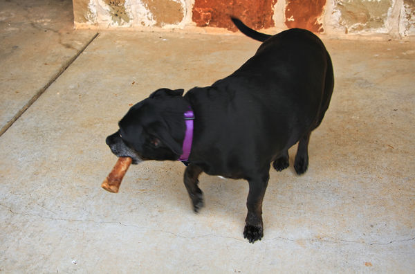 Grand Dog Houdini with his ever present Bone...