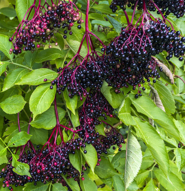 Black elderberry | plant | Britannica...