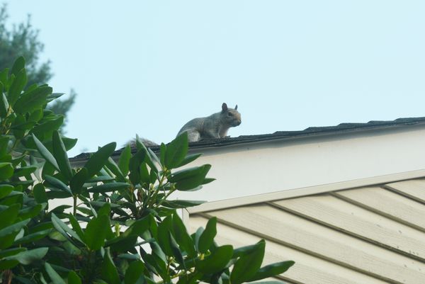 Get down off my roof.....