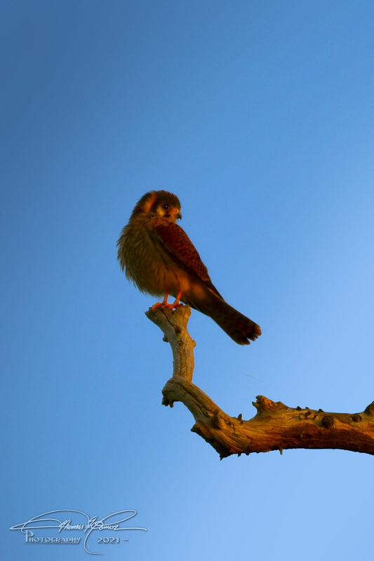 Kestrel waking up with the sun......