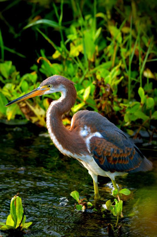 This youngish Tricolor Heron (one of many this yea...