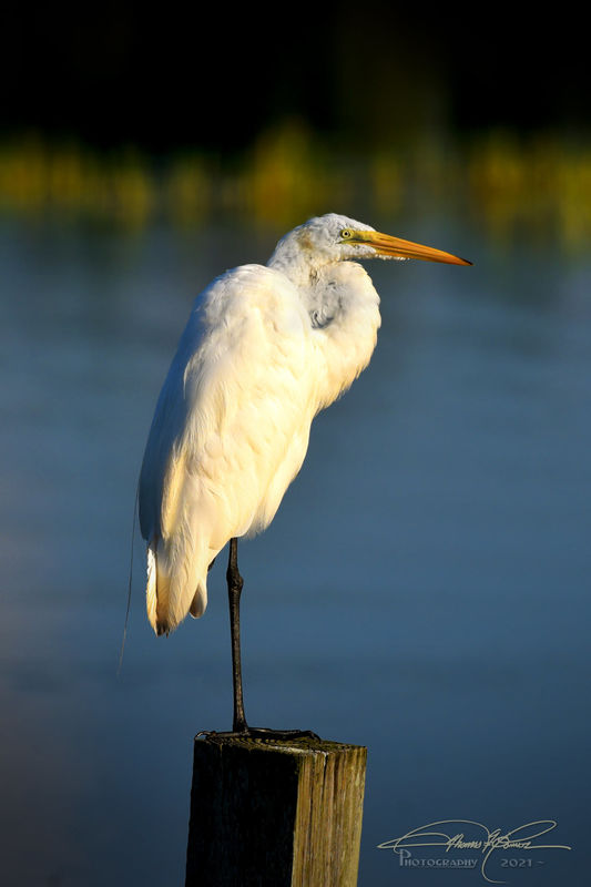 This Great White Egret was posing nicely and it wa...