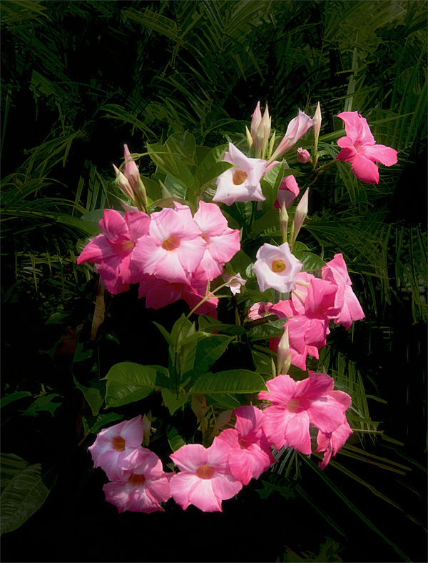 A New Nursery to Source some Flower Images: Hollyhocks from the Down