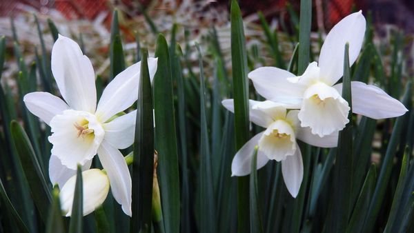 Narcissus  "Thalia"  Supposed to be fragrant...can...