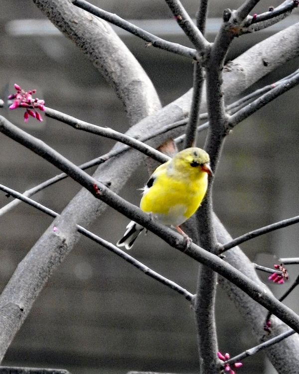 Goldfinch  seasonal visitors in Philadelphia...