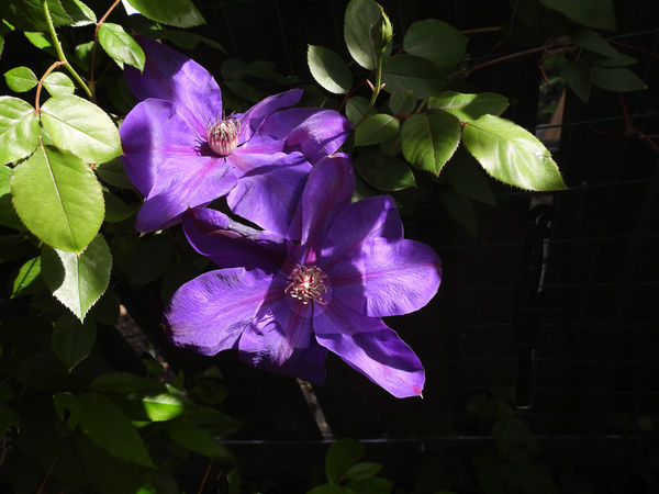Clematis.   Started off with "Elsa Spath" and four...