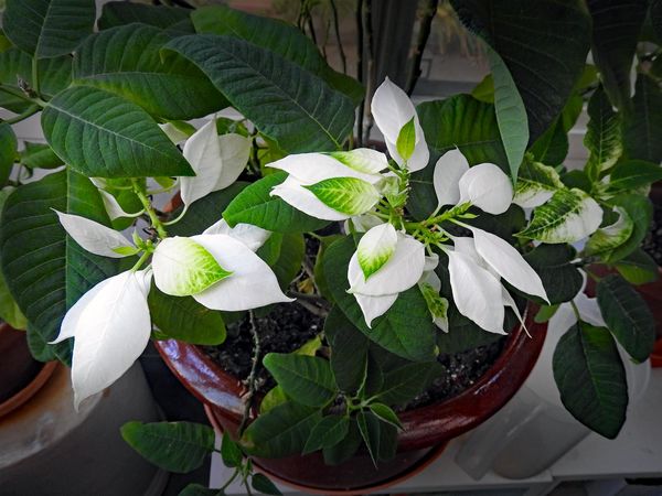 Unkown...I would like some info on this plant whic...