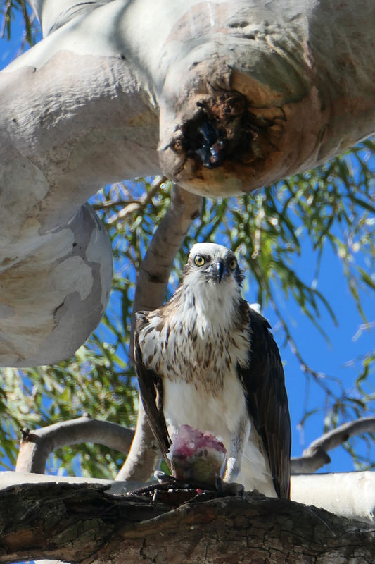 Osprey with lunch...