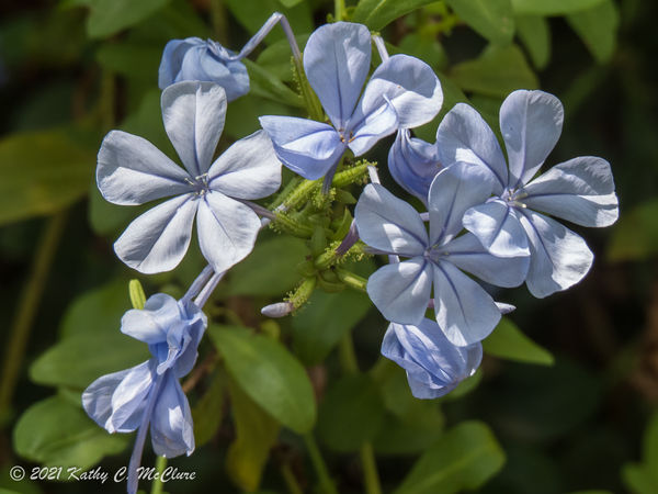 They call this plumbago....