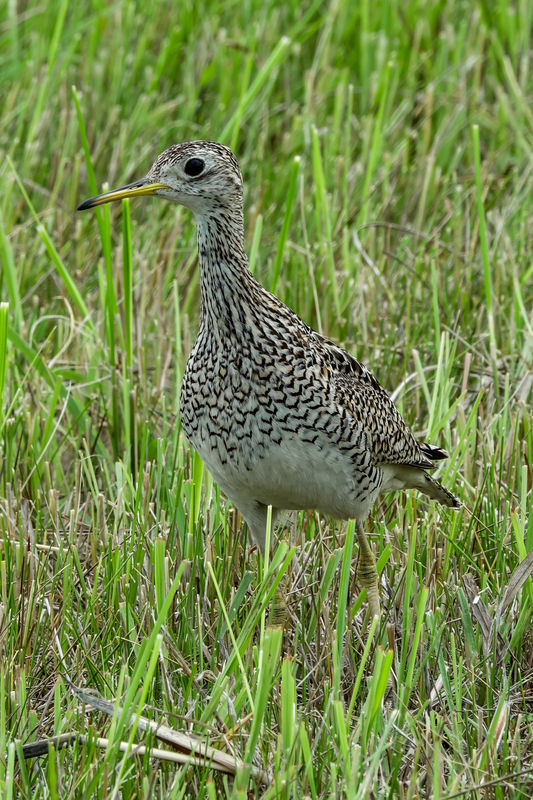 Upland Sandpiper (you might guess that you would f...