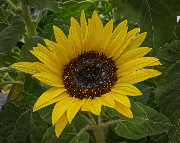 2 Sunflower...