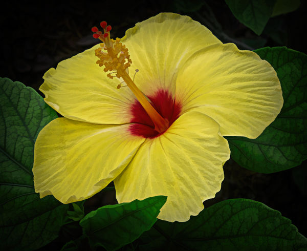 4 Yellow Hibiscus from my garden with a touch of T...