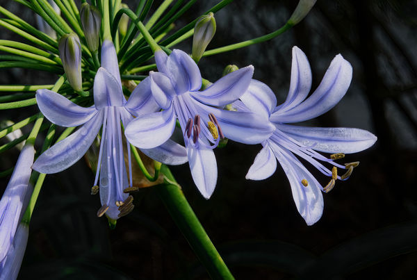 5 Agapanthus from my garden...