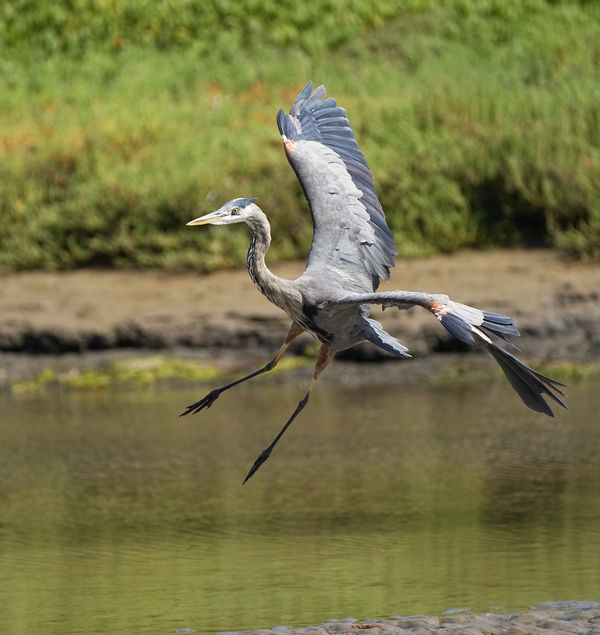 These blue herons are so interesting in flight, an...
