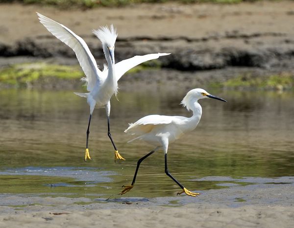 This snowy egret was so grouchy, chasing the other...