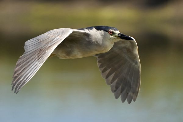 Black crowned night heron in flight. I love their ...
