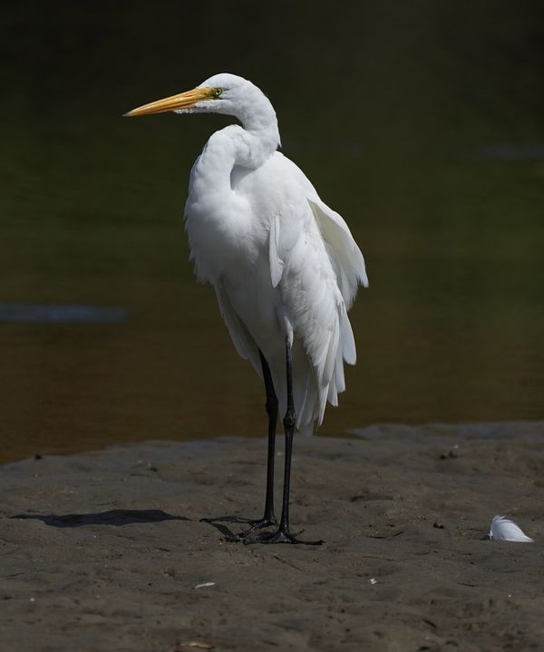 Great white egret looking very stately!...