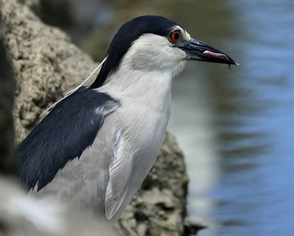 Black crowned night heron (the bird had just swall...