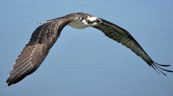 Osprey after failed dive...