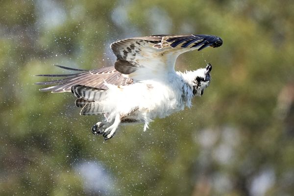 The osprey “shake” getting rid of the excess water...