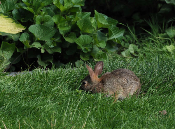 ON THE GROUND:   The baby Rabbit munching away, ob...