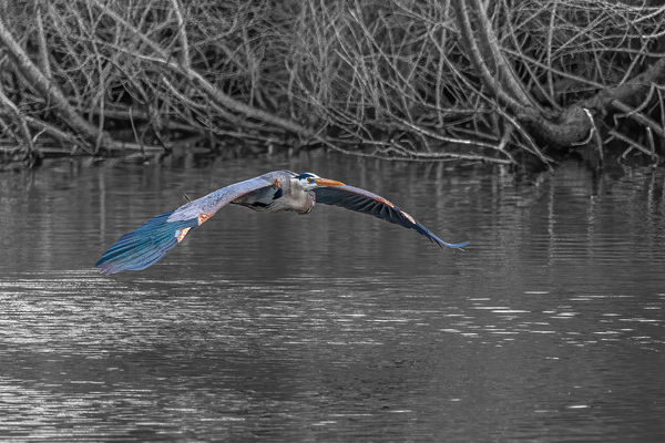 Great Blue Heron...