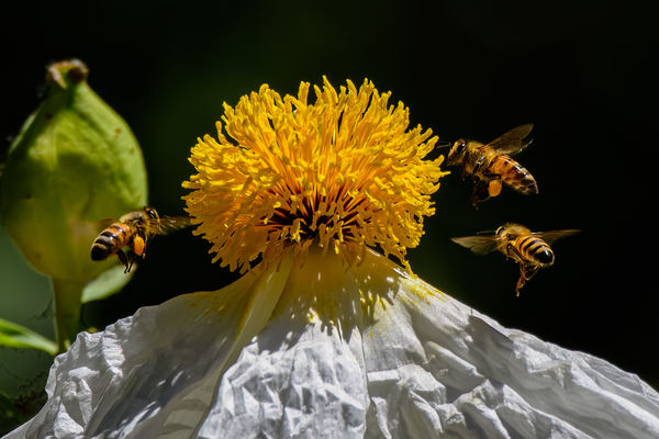 Honey bees on White Krinkled flower...