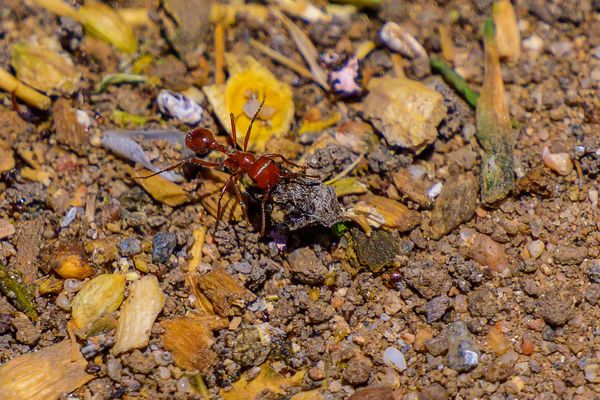 Red ant, possibly Fire Ant w/big load...