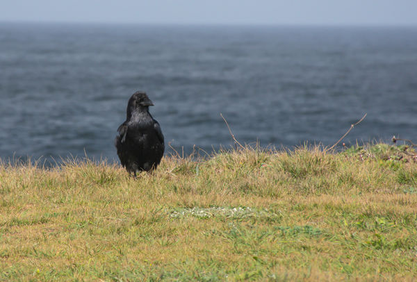 This black bird just stared and dared me to take i...