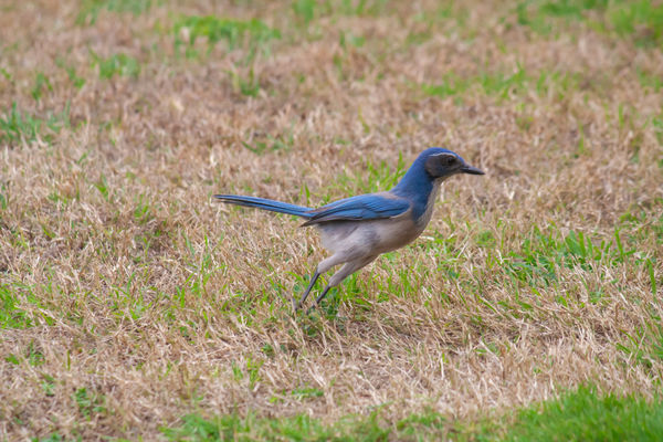 This Jay was hopping along in my yard...