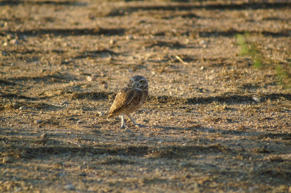 Ground owl (not from the coast) but at an RV park ...