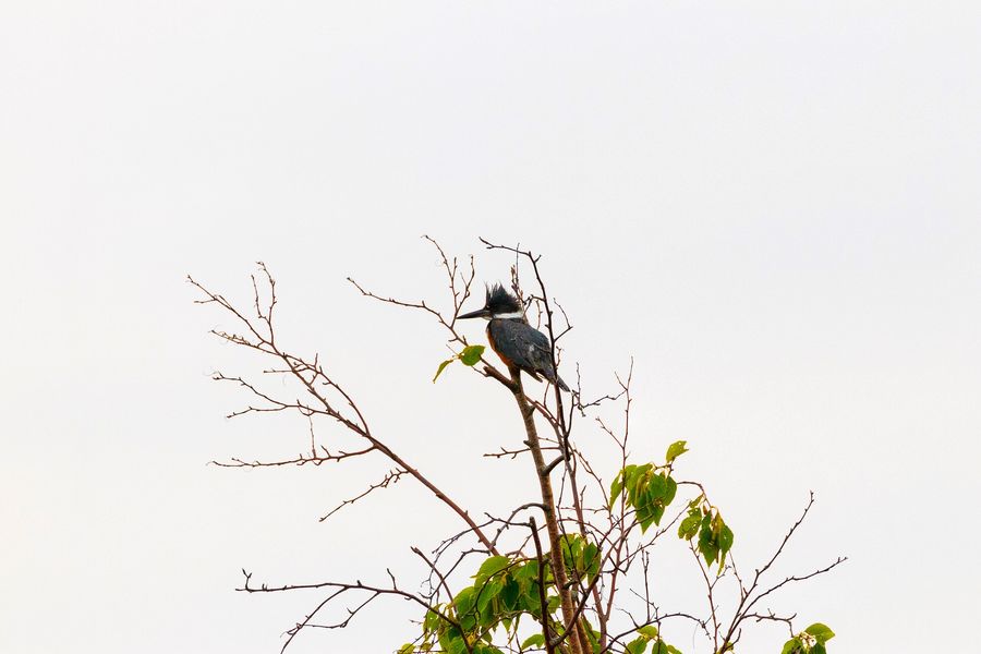 The kingfisher surrounded by twigs...