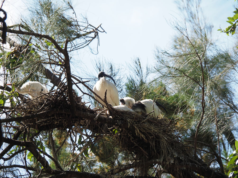 Ibis nest with Mum, Dad & hungry kiddies. Found th...