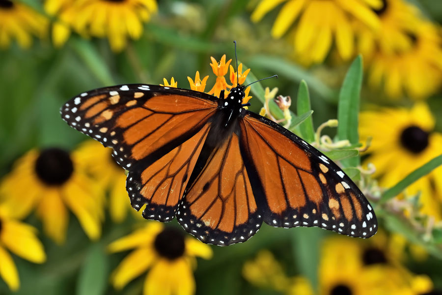 Monarch and other butterflies - J.C. Raulston Arboretum in Raleigh: In ...