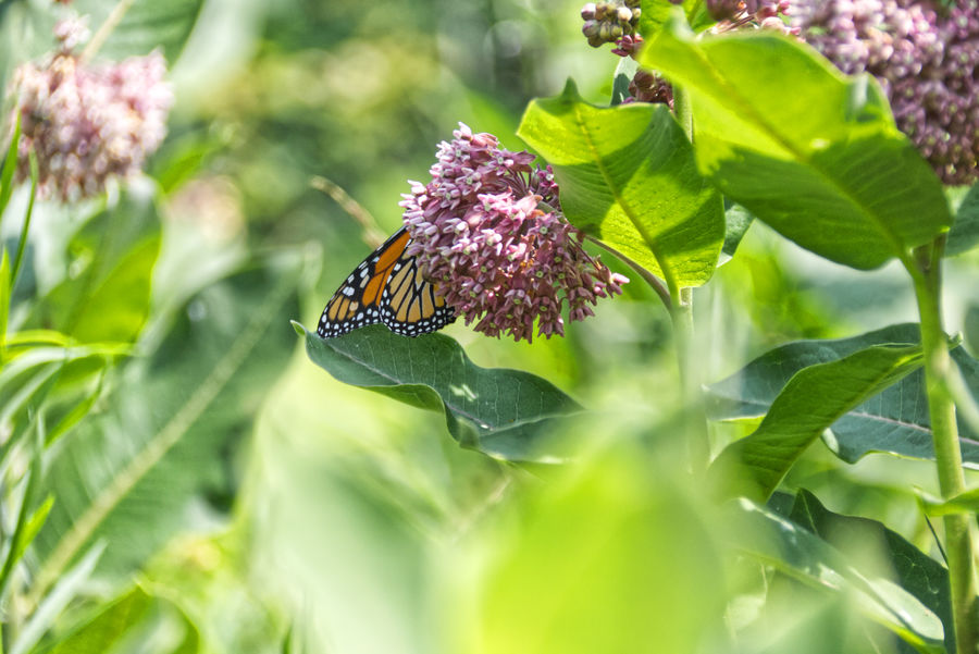 Monarch Butterfly along the Road to Cana Island Li...