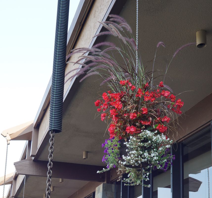 The Red Lion Hotel had these hanging baskets aroun...