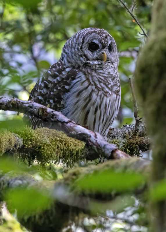 Barred Owl Thicket Hunting: Tough to locate and tough to find line of ...