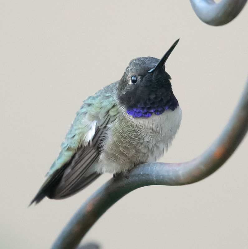 Male Black Chinned Hummingbird guarding the feeder...