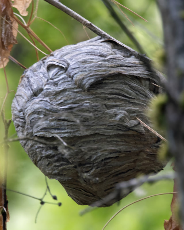 Paper Wasp Nest: Surprised to find paper wasp nests for sale on ebay! I ...