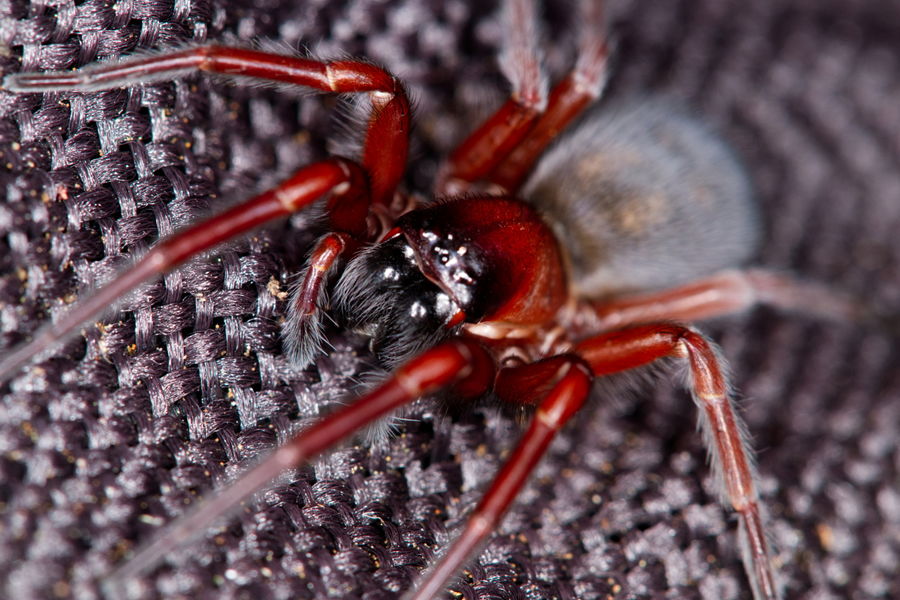 Canon 100 L macro.  This guy was in the cover for ...
