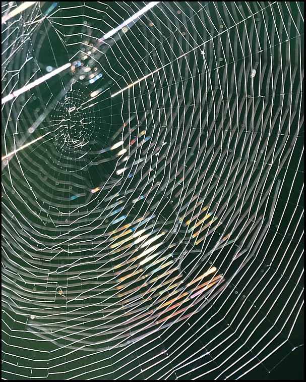 5. Rainbow spider web. 1 web in front of another o...