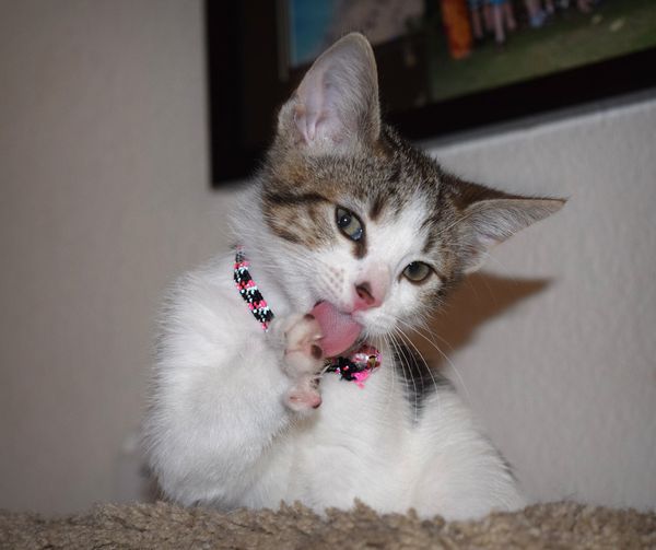 Our little girl the day we bought her home from th...