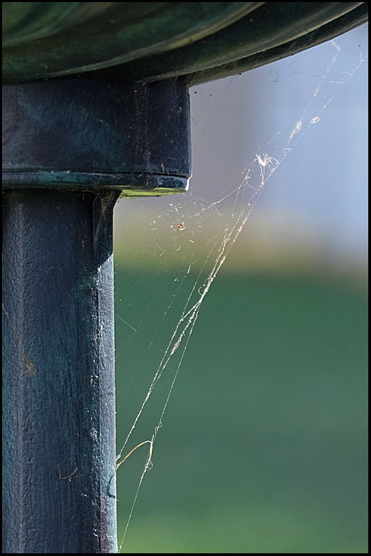 3. Spider web underneath the birdbath....