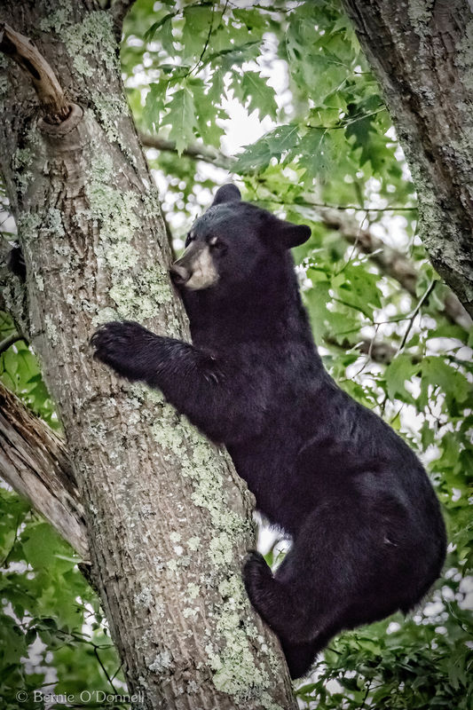 Black Bear...
