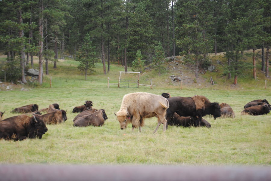 Custer State Park. A rare white Bison....