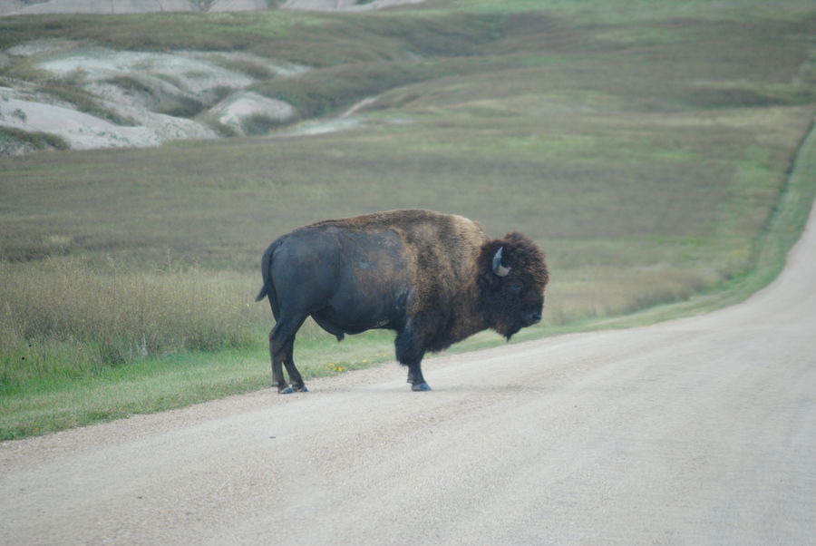 Bison roaming in Badlands....