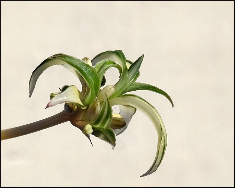 2. Flower on Spider Plant runner....